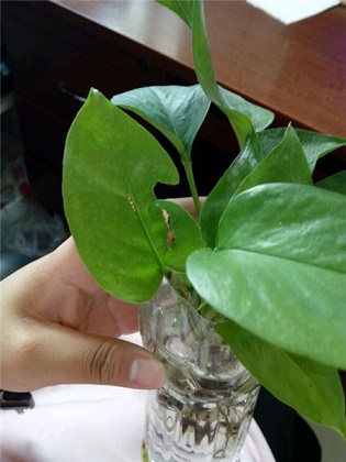 绿萝怎么养？绿萝养殖的注意事项以及13个常见问题
