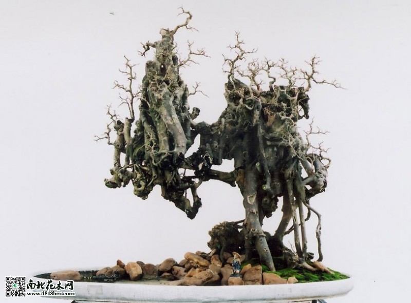朴树盆景养护方法