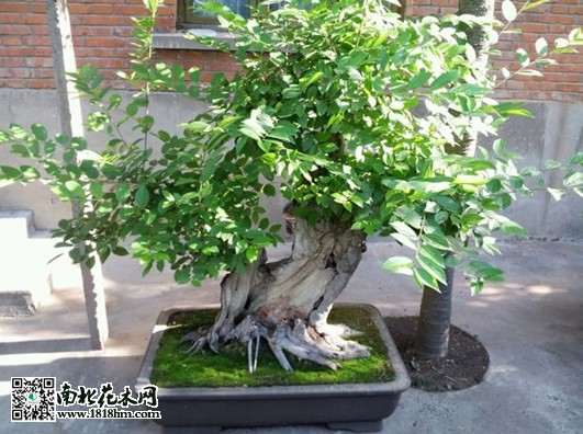 朴树盆景养护方法