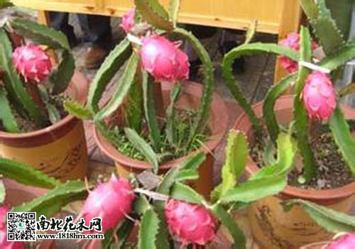 盆栽红龙果养护技巧