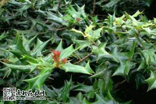 枸骨盆景的养护与管理方法