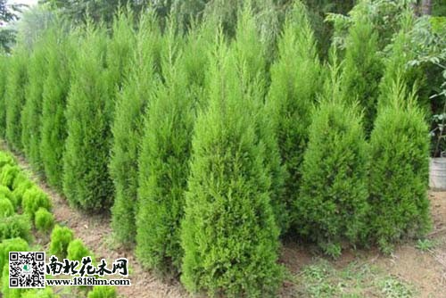 蜀桧栽植与养护方法