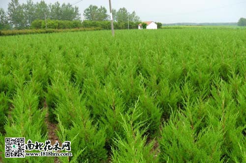 蜀桧栽植与养护方法