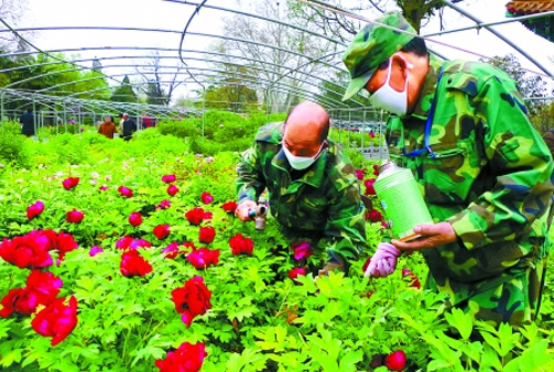 苗木施肥方法介绍