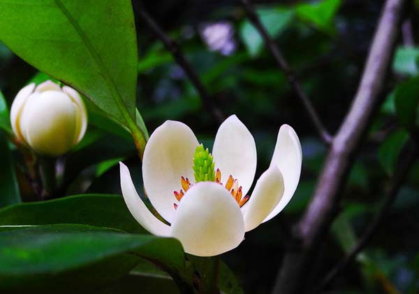 含笑花怎么养？含笑花的养殖方法和注意事项