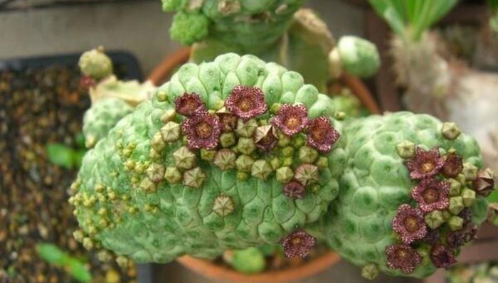 多肉植物佛头玉怎么养？室内佛头玉的养殖方法和注意事项介绍