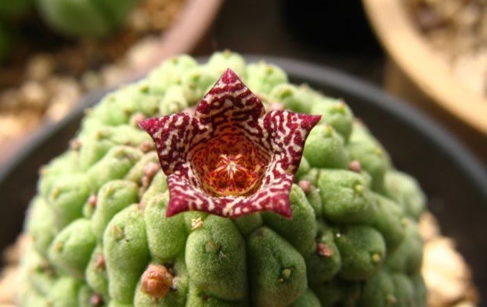 多肉植物佛头玉怎么养？室内佛头玉的养殖方法和注意事项介绍