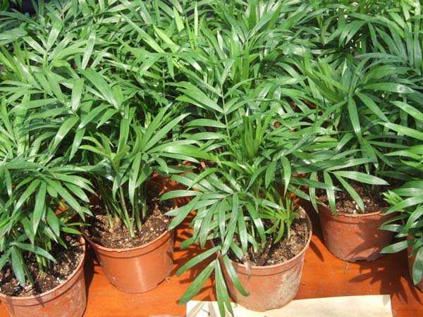 盆栽袖珍椰子怎么养|袖珍椰子树的栽培技术和护理方法