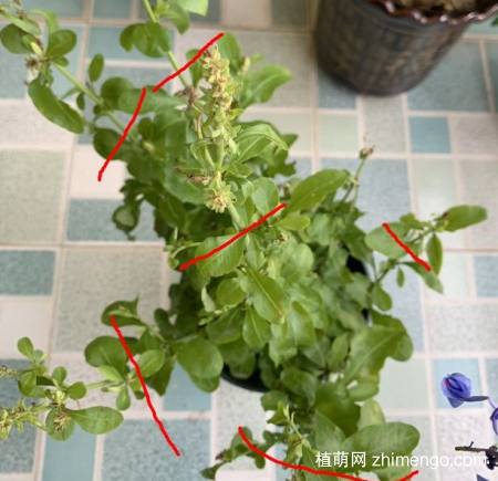 蓝雪花花后修剪怎么修剪，这样修剪，开花越多