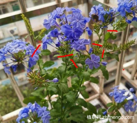 蓝雪花花后修剪怎么修剪，这样修剪，开花越多