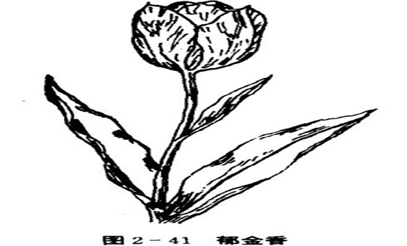 郁金香如何养殖，郁金香的养殖方法