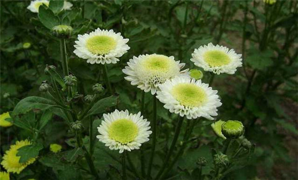 菊花的习性特征与种植技术