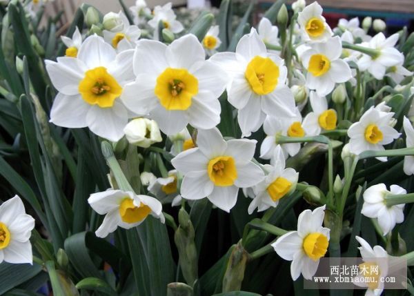 水仙花怎么养才能活得好？