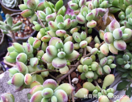 达摩福娘多肉植物怎么养，萌发更多侧芽