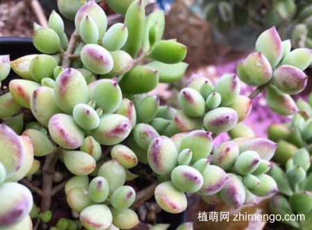 达摩福娘多肉植物怎么养，萌发更多侧芽