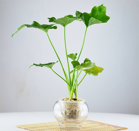 简单易学的10植物水培方法，总有一款适合你