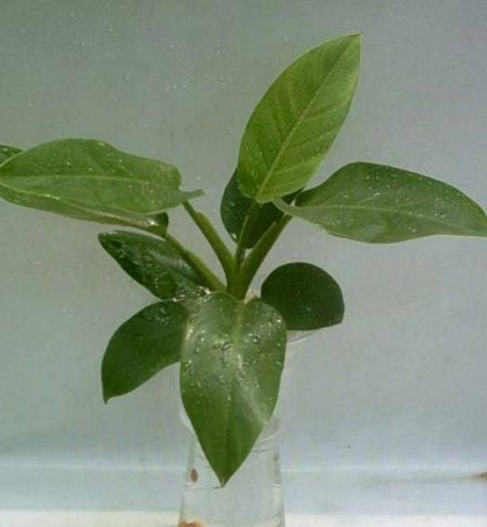简单易学的10植物水培方法，总有一款适合你