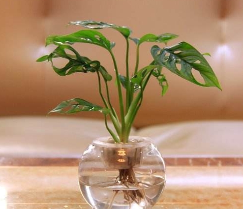 简单易学的10植物水培方法，总有一款适合你
