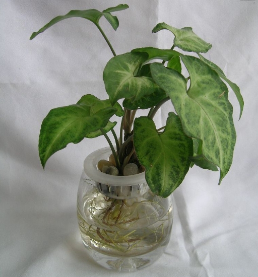 简单易学的10植物水培方法，总有一款适合你