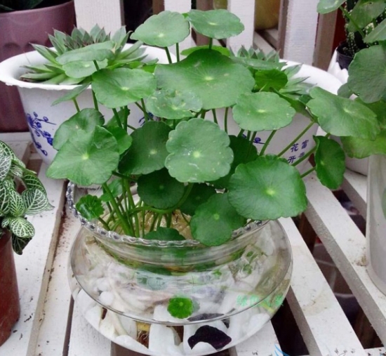 植物水培技巧