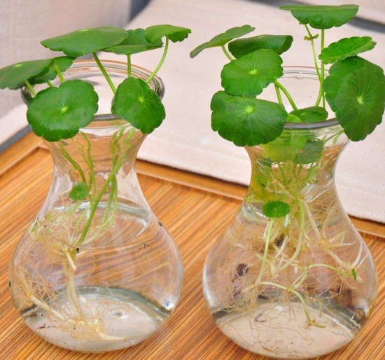 植物水培技巧