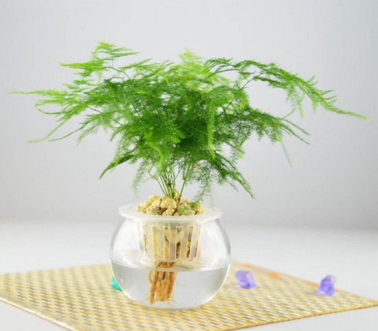 植物水培技巧