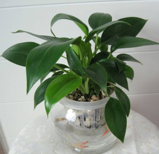 植物水培技巧