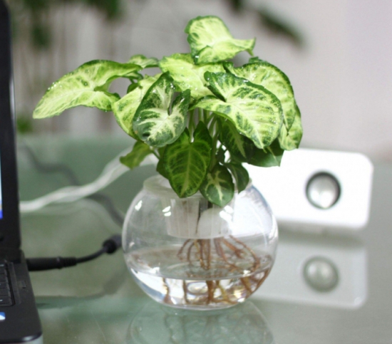 植物水培技巧