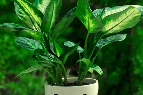 无土栽培植物与室内植物有什么不同