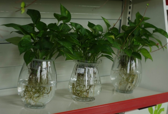 植物水培技巧