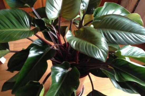无土栽培植物与室内植物有什么不同