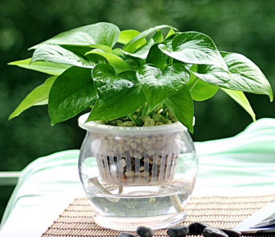 植物水培技巧