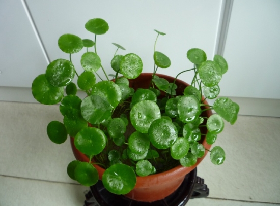 植物水培技巧