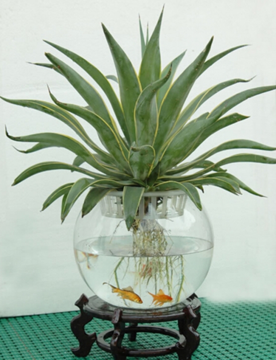 植物水培技巧