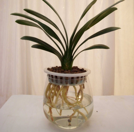 植物水培技巧