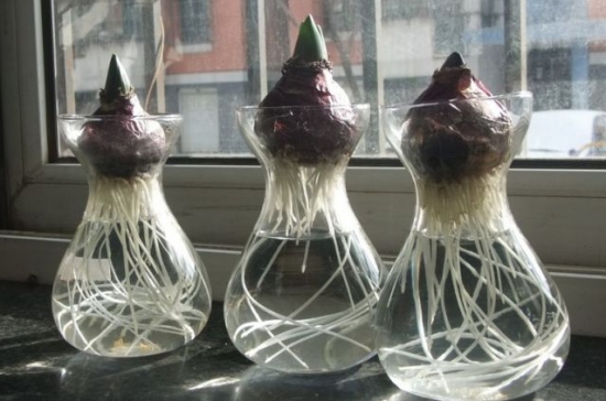 植物水培技巧