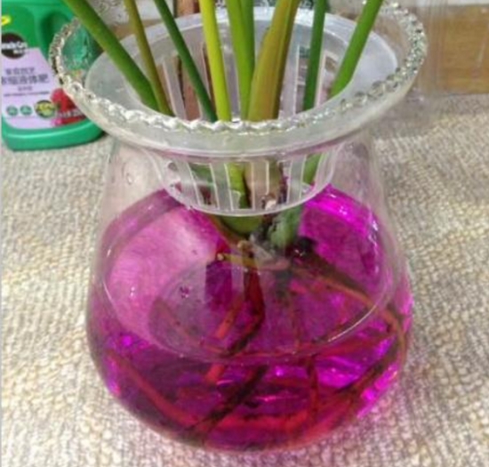 植物水培技巧
