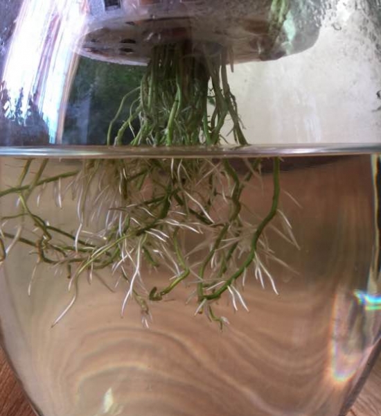 植物水培技巧