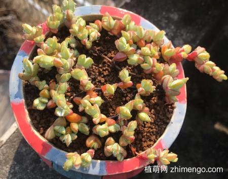 碧玉莲的养殖方法，碧玉莲多肉养护方法