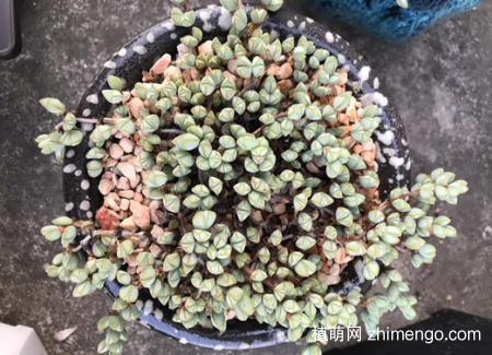 碧玉莲的养殖方法，碧玉莲多肉养护方法