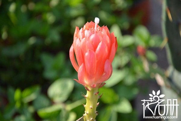 令箭荷花什么时候孕蕾，令箭荷花在孕蕾期怎么养护