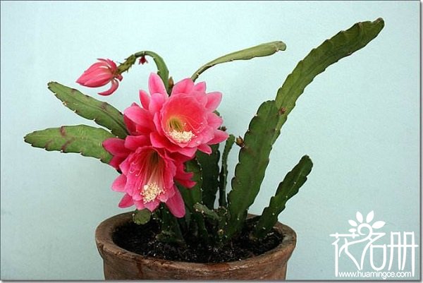 令箭荷花什么时候孕蕾，令箭荷花在孕蕾期怎么养护