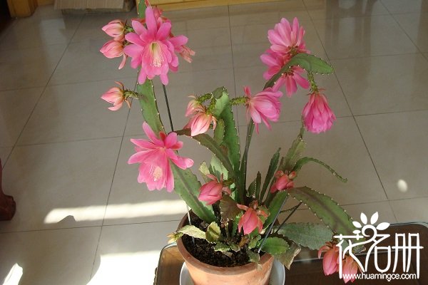 令箭荷花什么时候孕蕾，令箭荷花在孕蕾期怎么养护