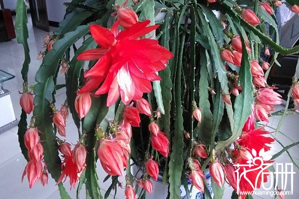 令箭荷花什么时候孕蕾，令箭荷花在孕蕾期怎么养护