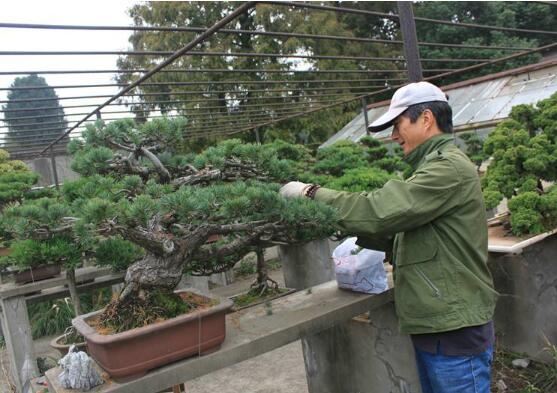松树盆景怎么养护，教你养护松树盆景的5大步骤