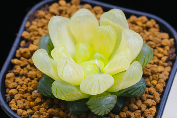 出锦多肉植物怎么养