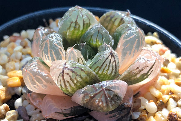 出锦多肉植物怎么养