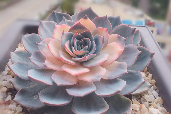 出锦多肉植物怎么养