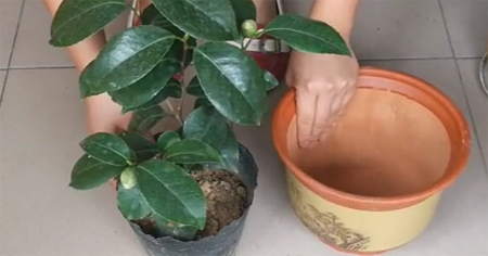 山茶花的种植方法，图解如何给孕蕾期间的山茶花换盆