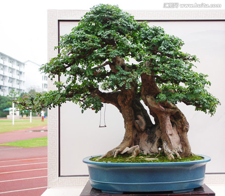 榆树松盆景制作及栽培养护知识